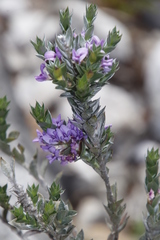 Amphithalea imbricata