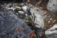 Amphithalea imbricata