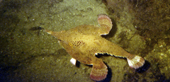 Ogcocephalus vespertilio