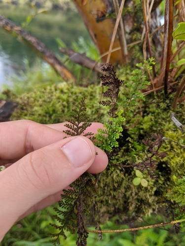 Adenophorus tamariscinus var. montanus
