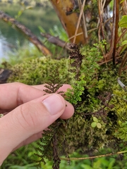 Adenophorus tamariscinus