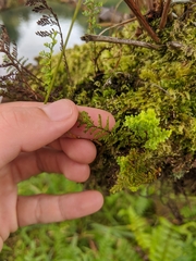 Adenophorus tamariscinus