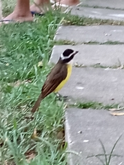 Pitangus sulphuratus