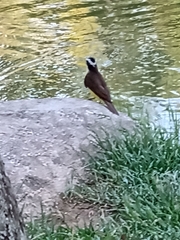 Pitangus sulphuratus