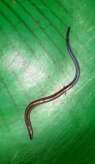 Scelotes bidigittatus