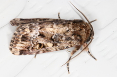 Spodoptera umbraculata