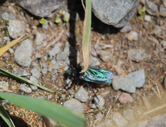Paramydas igniticornis