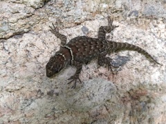 Sceloporus aureolus