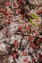 Erica gnaphaloides