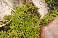 Sphagnum truncatum