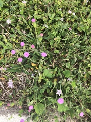 Emilia sonchifolia image