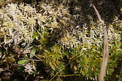 Sphagnum truncatum