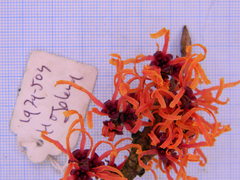 Hamamelis × intermedia