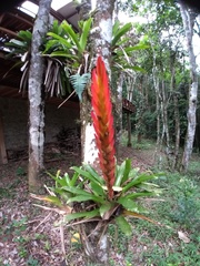 Vriesea incurvata