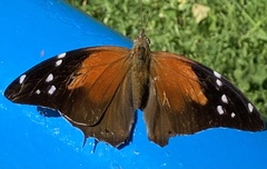 Historis acheronta