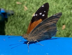 Historis acheronta