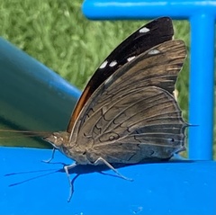 Historis acheronta