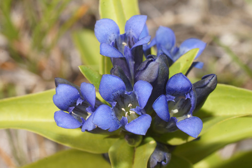 Cross Gentian