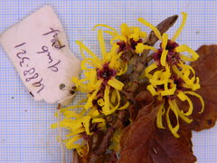 Hamamelis × intermedia