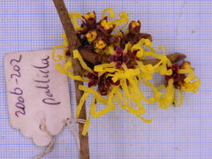 Hamamelis × intermedia