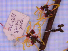 Hamamelis × intermedia