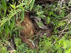 Crotalus molossus oaxacus