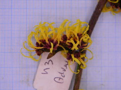 Hamamelis × intermedia