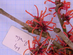 Hamamelis × intermedia