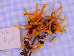 Hamamelis × intermedia