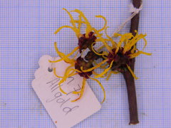 Hamamelis × intermedia