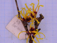 Hamamelis × intermedia