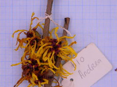 Hamamelis × intermedia