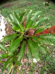 Vriesea incurvata