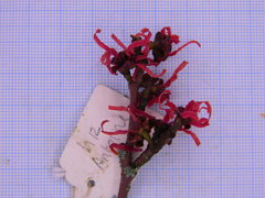 Hamamelis × intermedia