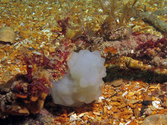 Phallusia mammillata