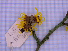 Hamamelis × intermedia