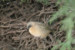 Ploceus baglafecht