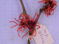 Hamamelis × intermedia