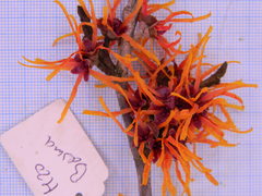 Hamamelis × intermedia