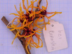 Hamamelis × intermedia