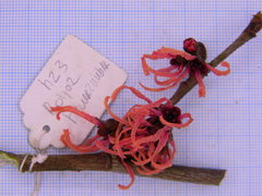 Hamamelis × intermedia