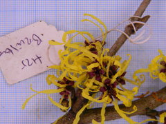 Hamamelis × intermedia