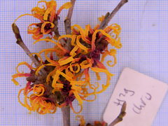 Hamamelis × intermedia