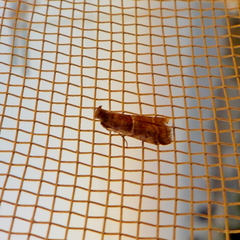 Acrobasis bithynella