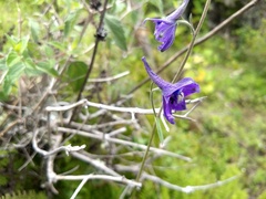 Delphinium bicornutum
