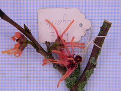 Hamamelis × intermedia