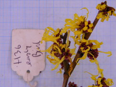 Hamamelis × intermedia