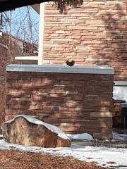 Sciurus niger