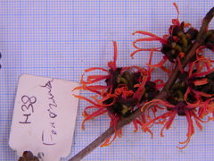 Hamamelis × intermedia