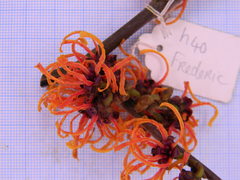 Hamamelis × intermedia